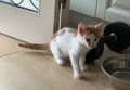 文化传播招聘文案模板（招募文化使者：创意传播岗位文案范本）